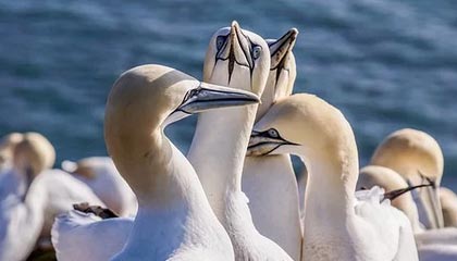 best365登录网页版-当年某某药酒真的抓了谭秦东，但这次西贝不可能抓罗永浩