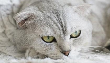 best365登录网页版-惺惺相惜,泰山队队长王大雷赛后主动安慰国安球员李磊